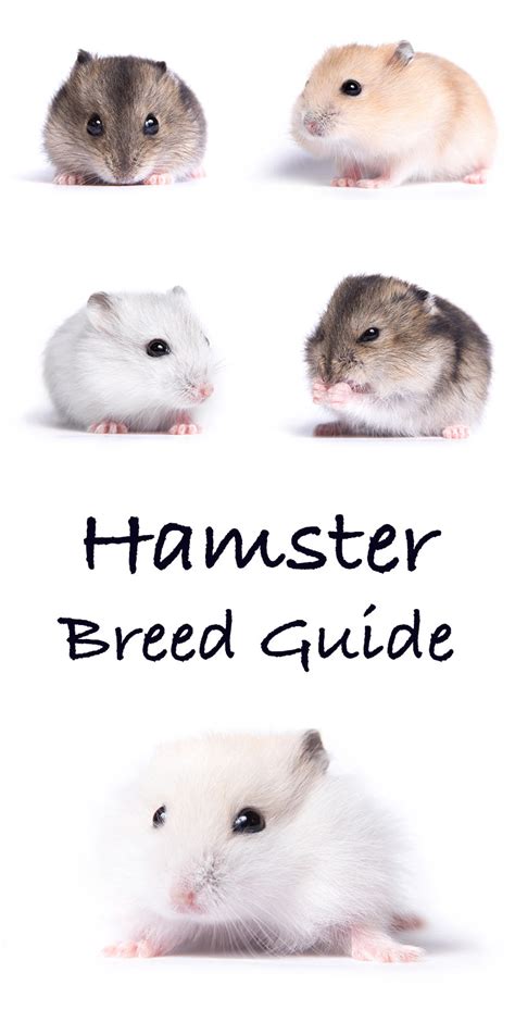 Pet Hamster Breed Information